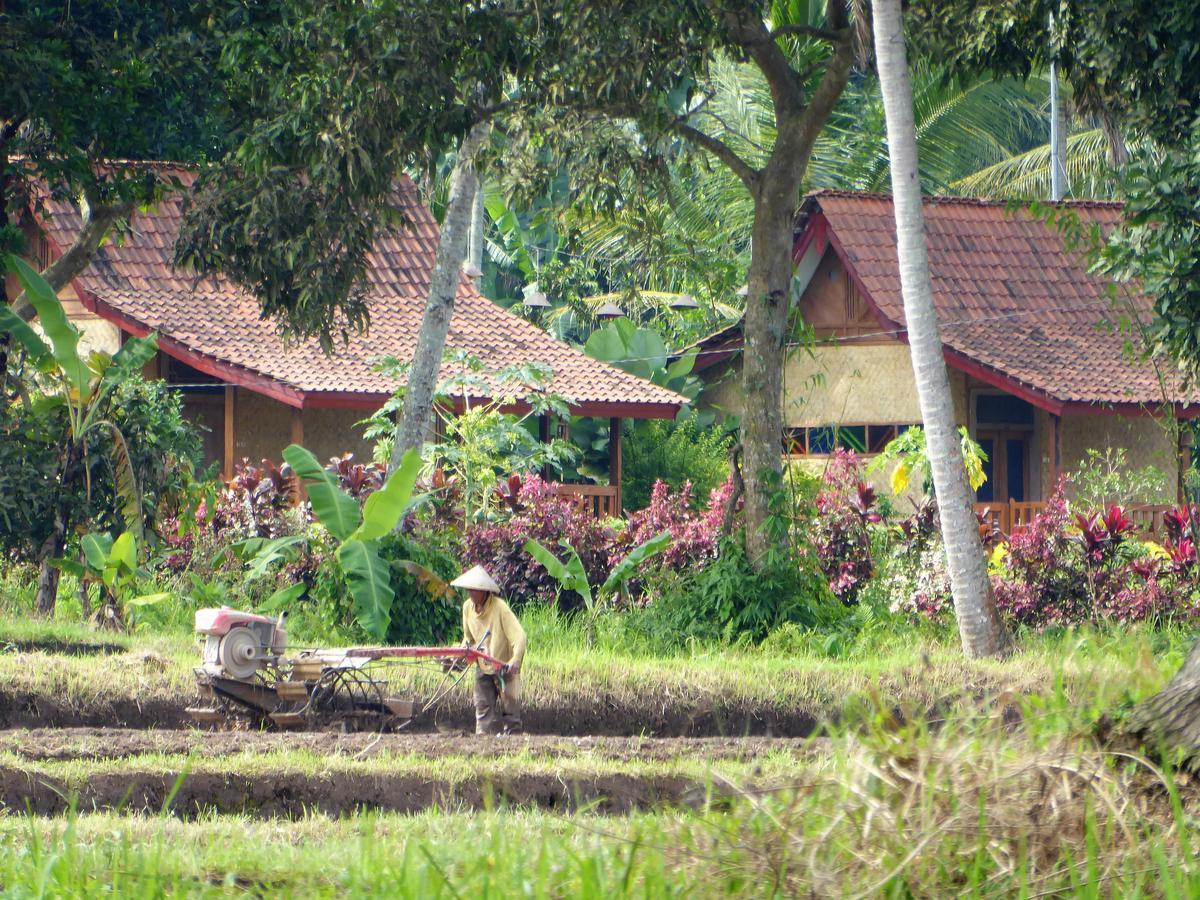 בניוואנגי Banyu Homestay מראה חיצוני תמונה